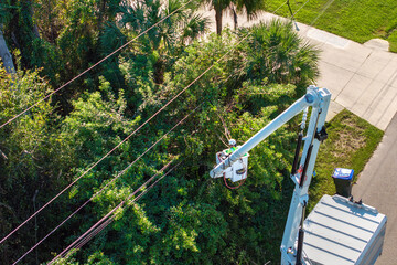 tree services